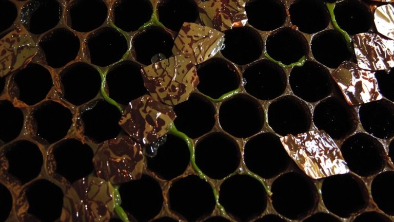 algae growth in cooler pads