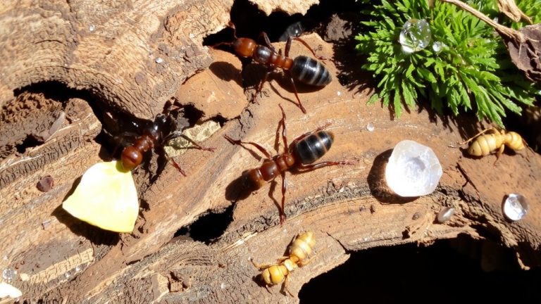 ant caste foraging behavior