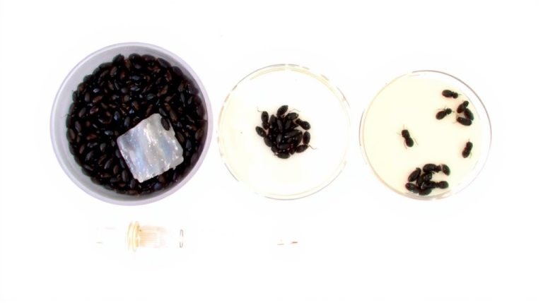 ant mortality patterns analysis