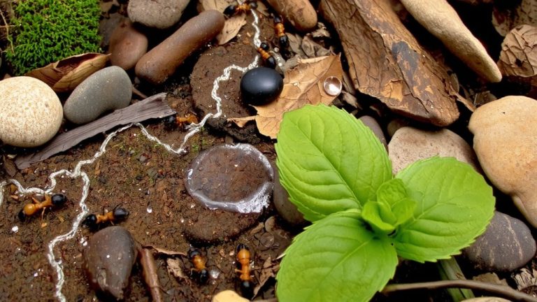 ant scent trail disruption