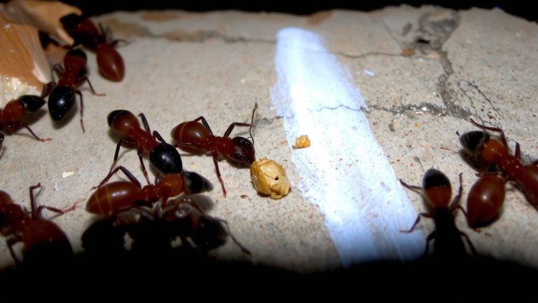 ant species pyrethroid resistance