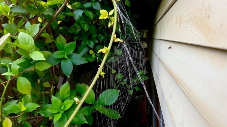 ants and spiders invade via overgrown vegetation