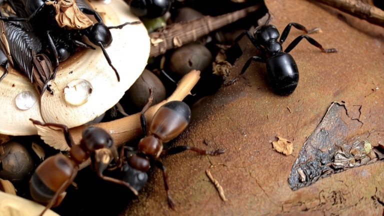 ants avoid bait due to sensitivity