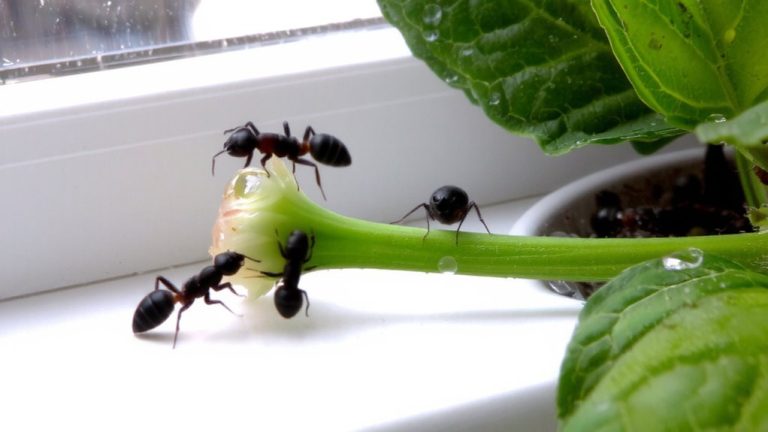 ants farm aphids indoors