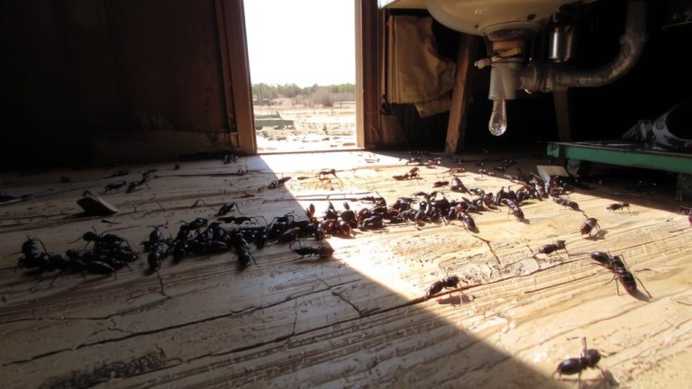 ants invade homes during drought