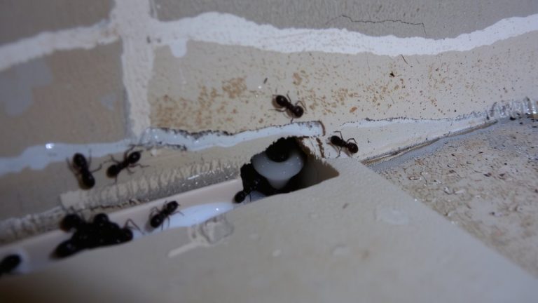 ants prefer humid indoor nests