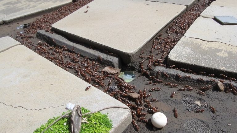 argentine ant supercolonies resist treatments