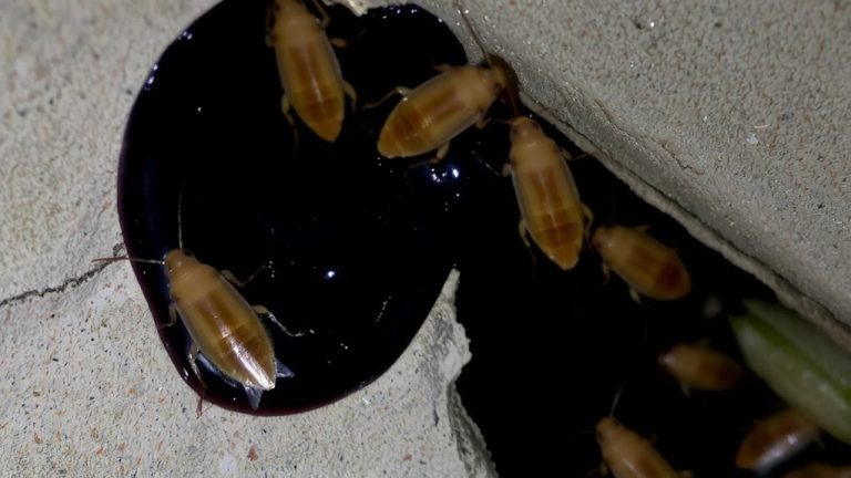bait exploits foraging behavior