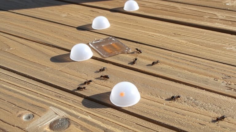 bait stations mapping ant trails