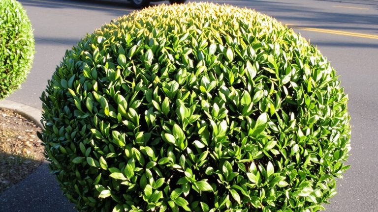 best boxwood for shaping