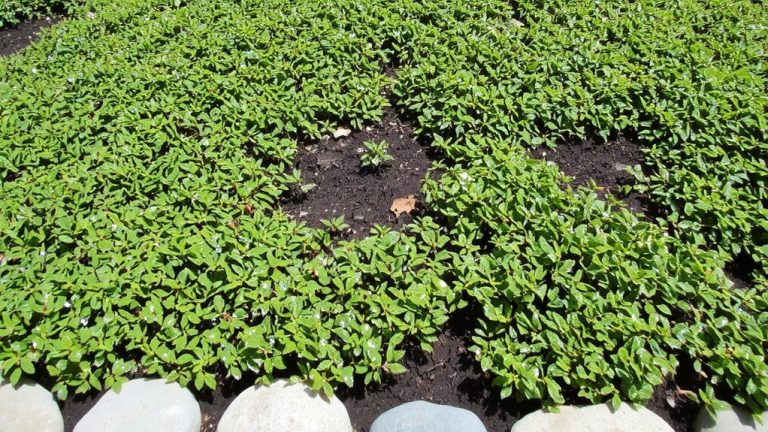 best ground cover weed