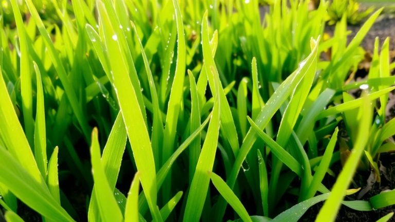 best home depot grass seed