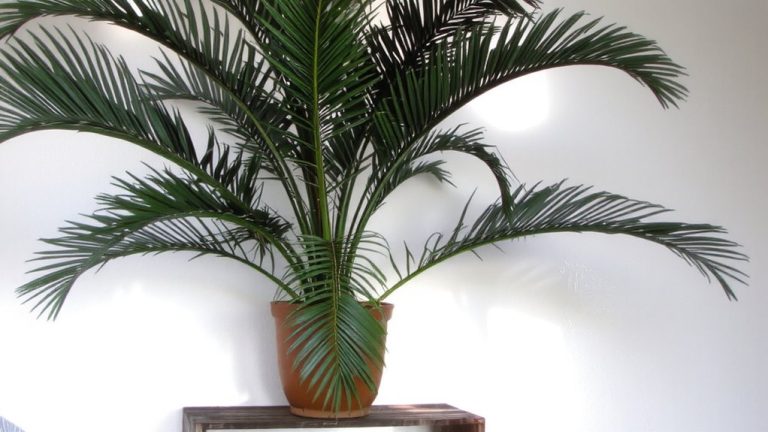 best indoor plant mold