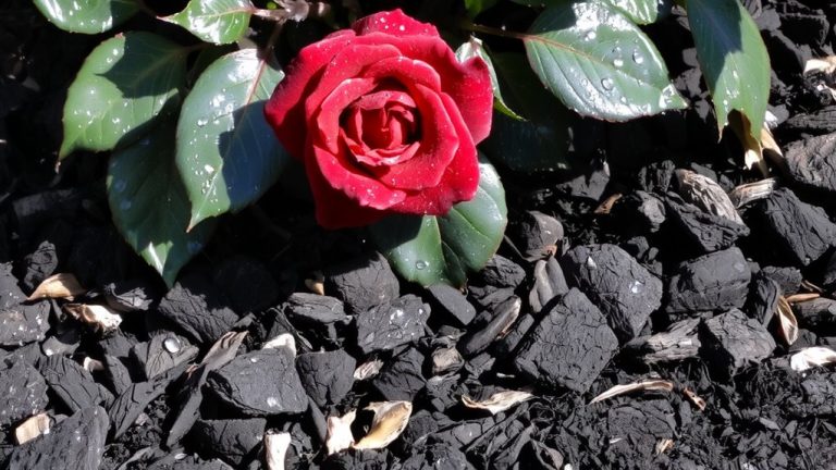 best mulch for roses
