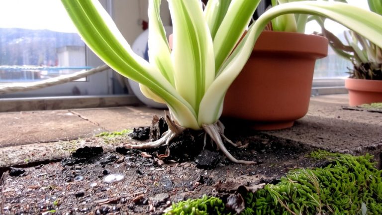 best plant for mold