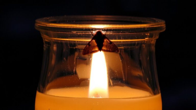best way kill moths
