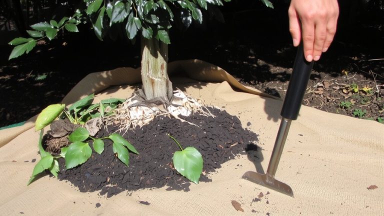 best way to remove weeds