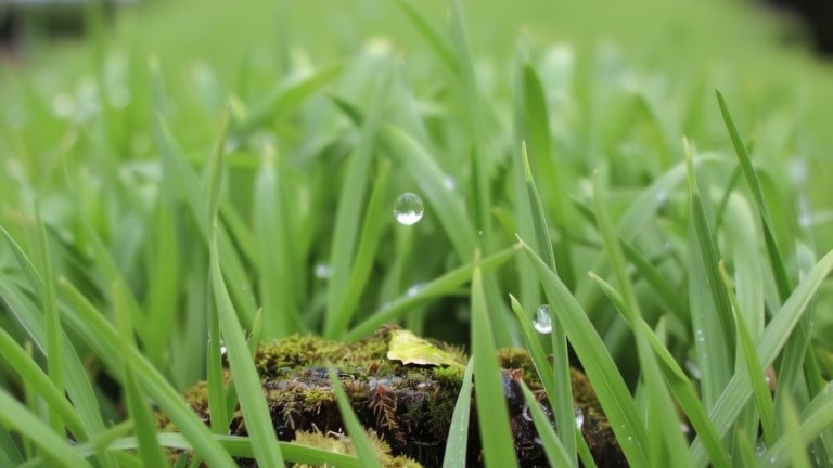 best weedkiller for artificial grass