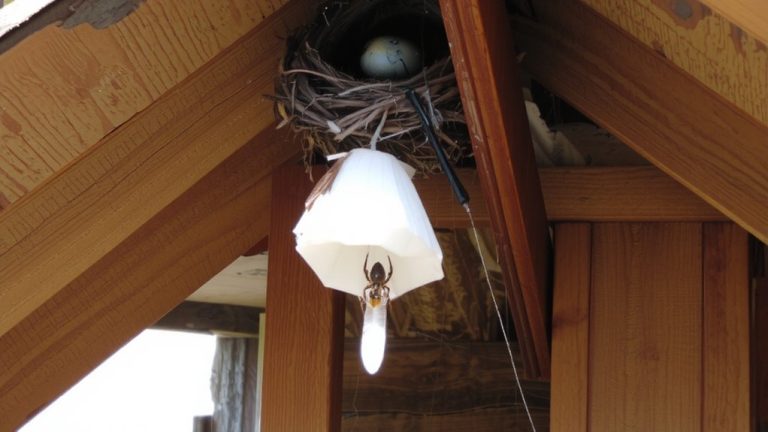 bird nests attract wasps