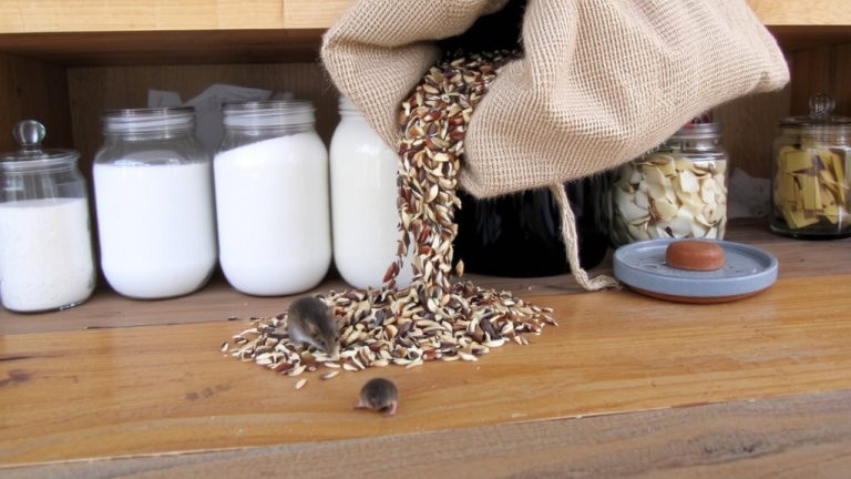 birdseed storage contamination risks
