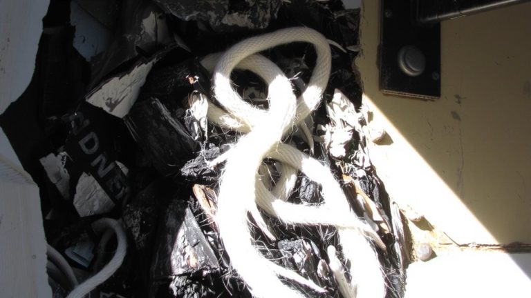 black mold and asbestos