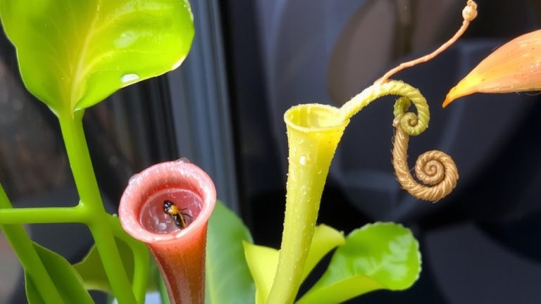 carnivorous plants for fungus gnats