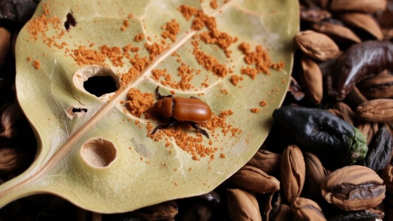 cigarette beetles in pantry