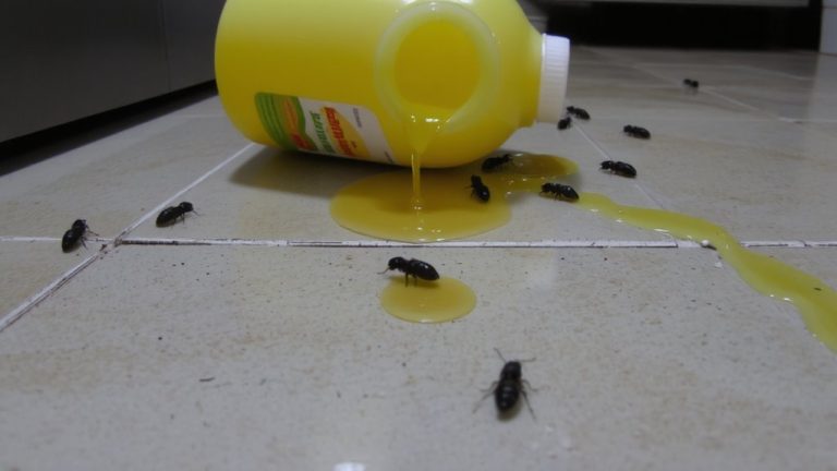 cleaning products attract ants