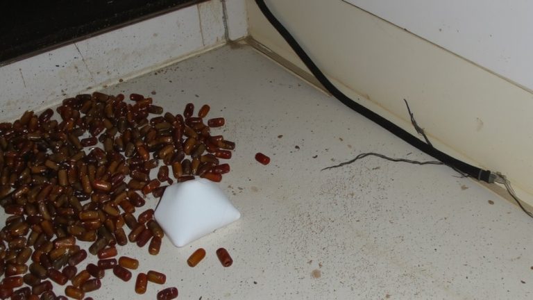 cockroach droppings indicate severe infestation