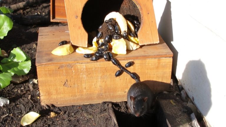 compost bins attract pests