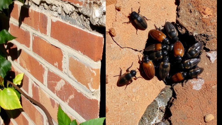 cracks harbor invading insects