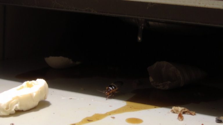 dark damp food rich spaces