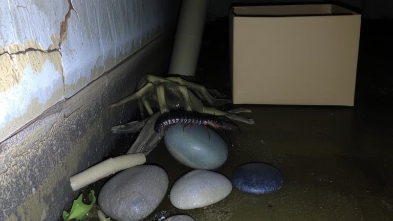 dark damp hiding spots