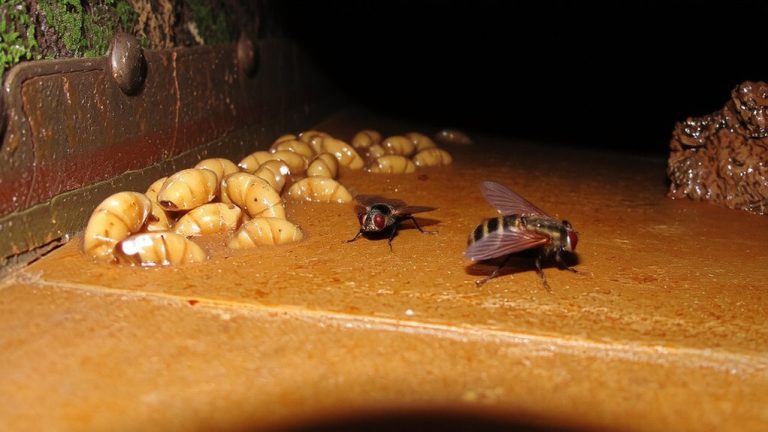 drain flies breed in sewer drains