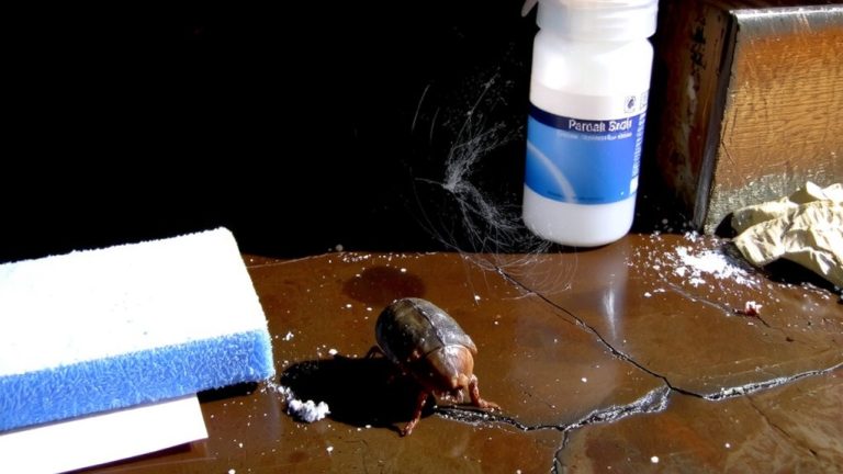 effective silverfish infestation control