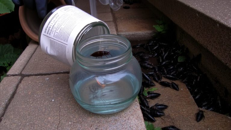 eliminate palmetto bugs fast