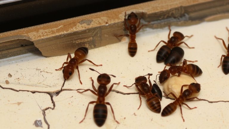 erratic foraging multiple queens