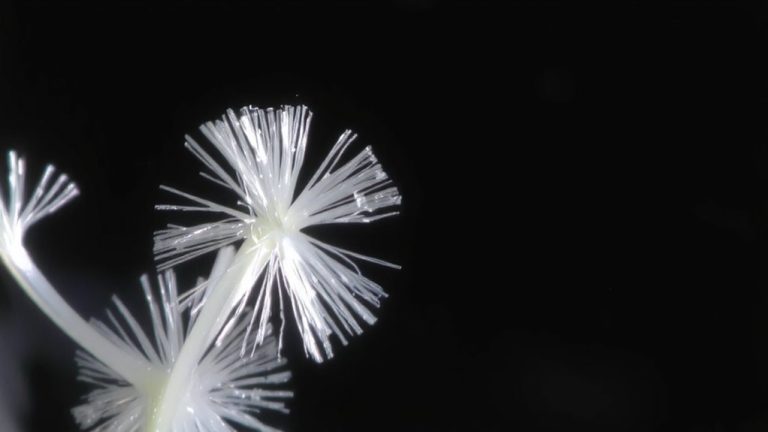 fibrous thin transparent crystals