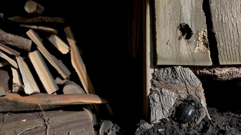 firewood storage pest risks