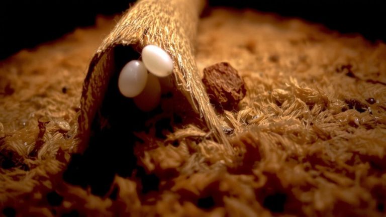 flea eggs thrive hidden