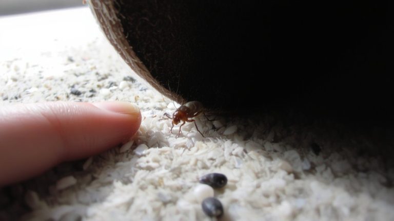 flea infestation prevention guide