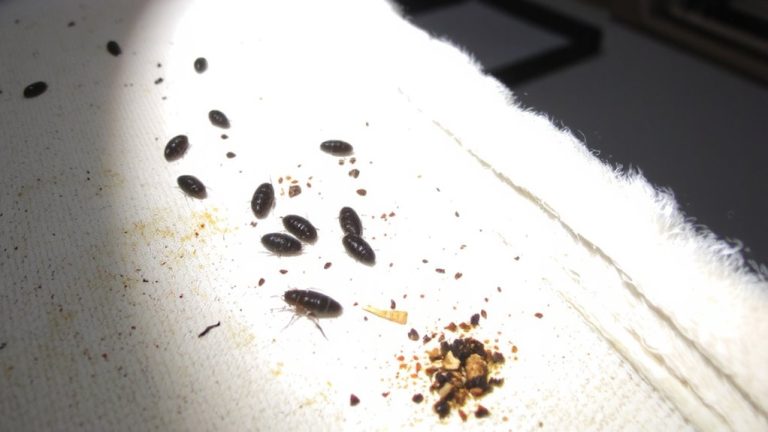 flea infested pet bedding solutions