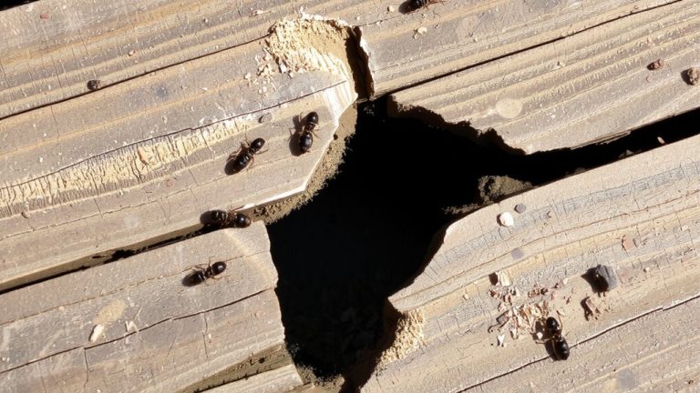 flooring gaps affect ant behavior