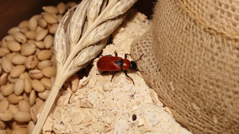 flour beetle infestation cycle