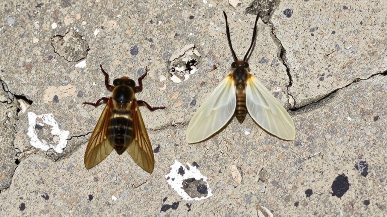 flying ants versus termites