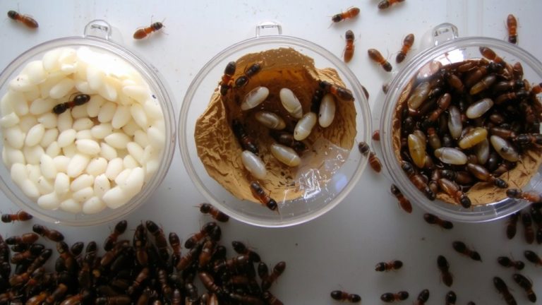 food type effects