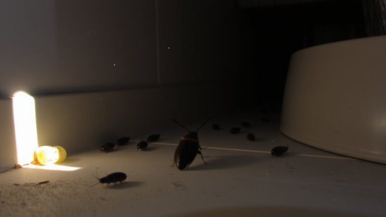 german cockroach reproduction rate