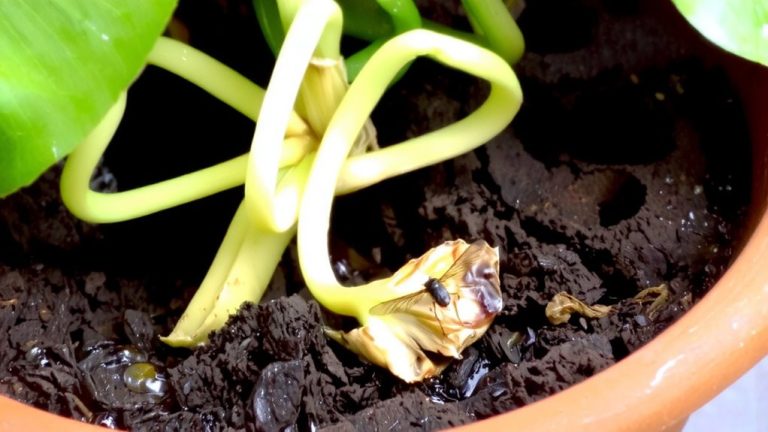 gnats indicate wet soil