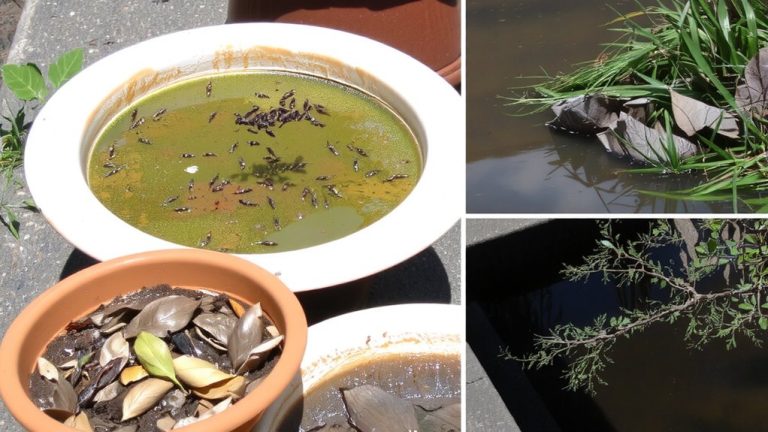 gnats return without eliminating breeding sites