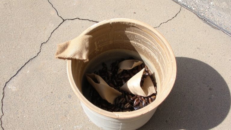 hidden beetles in used grain containers